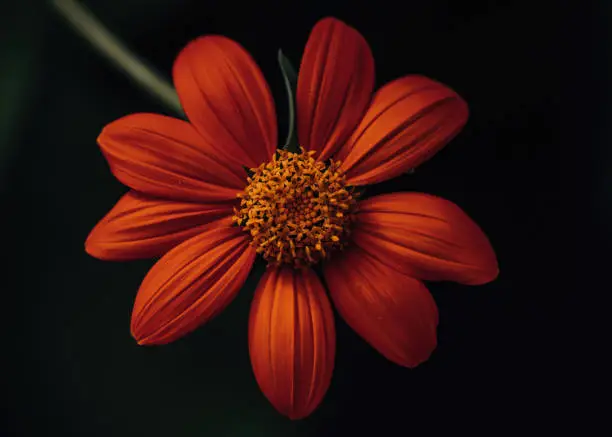 Flowers from botanical gardens in late summer with bright, right colors.