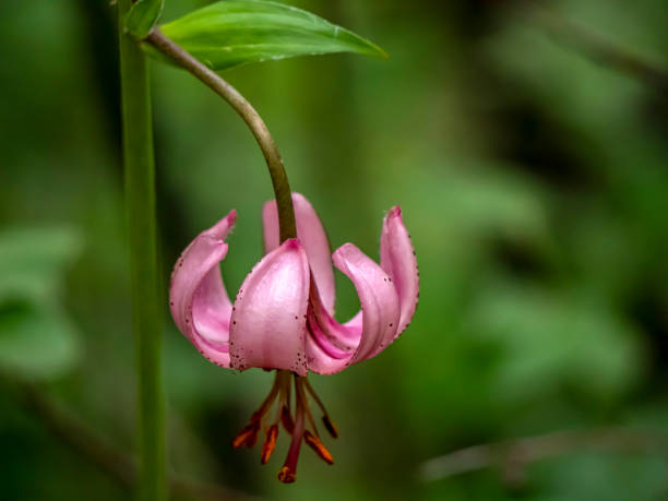istock Lily martagon, a beautiful forest pink flower 1426432163
