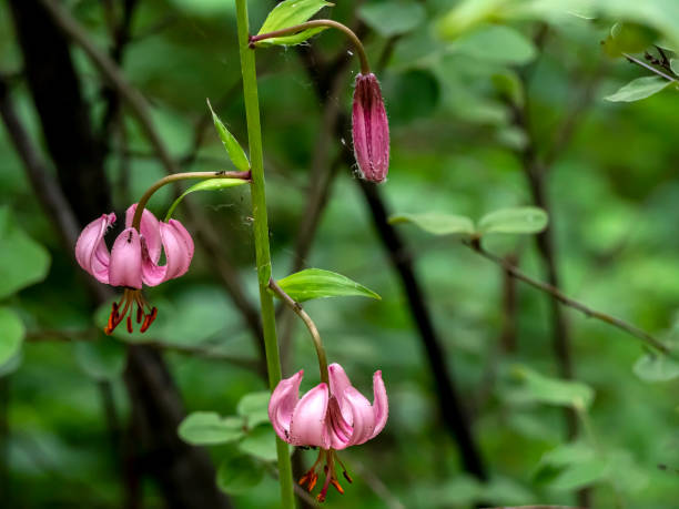 istock Lily martagon, a beautiful forest pink flower 1426432164