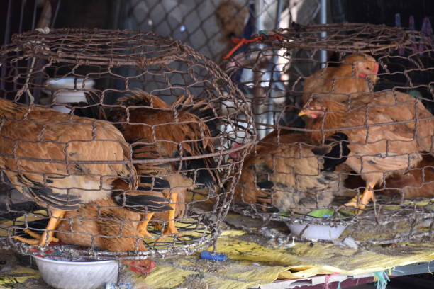 istock Two Cages with Live Chickens in Hoi An 1426432973