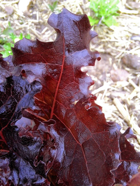 60+ Camperdown Victoria Photos Stock Photos, Pictures & RoyaltyFree