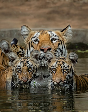 Magnificent wild tiger's caught in Action. They were spending quality time in their water pond during summer.