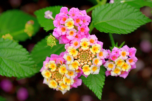 Lantana camara, commonly called lantana or shrub verbena, also known as big-sage, red-sage, white-sage and tick berry, is a species of flowering plant, which is native to Central and South America. It has spread to the world and is considered to be a noxious weed in many frost-free, tropical areas where it can rapidly spread to form dense thickets. It bears small tubular shaped flowers, which each have four petals forming clusters. The blooming time is from early summer to autumn in temperate areas.\nFlowers come in many different colors, including red, yellow, white, pink, orange and purple.
