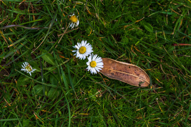Garden daisies on a natural background