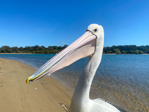 Beautiful pelican standing on the beach.