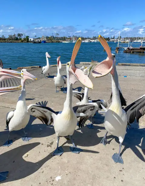 Pelicans with their mouths open ready to catch the fish.