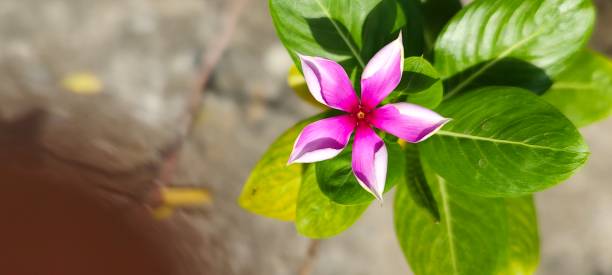 istock Close up of pink flower 1426443666