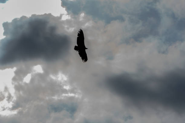 istock silhouette of a vulture in a dark cloudy sky 1426448762