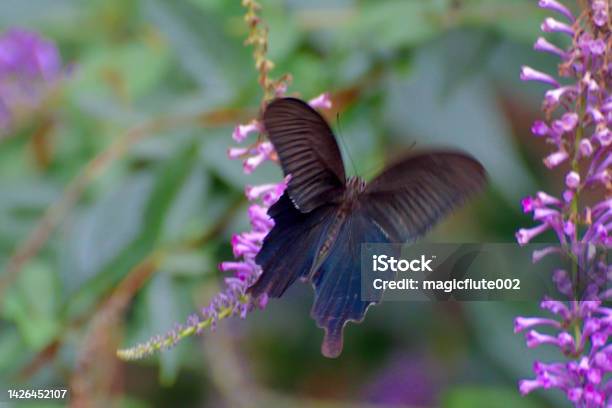 Buddleja Lindleyana Japanese Butterfly Bush And Asian Swallowtail Butterfly Stock Photo - Download Image Now