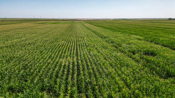 istock government subsidized maize cultivation and plantations in large plantations 1426455481