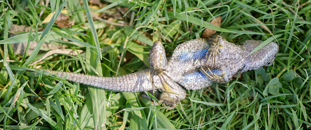 Western Fence Lizard playing dead. Defense tactic of an adult male, after got caught and turned loose. Santa Clara County, California, USA.