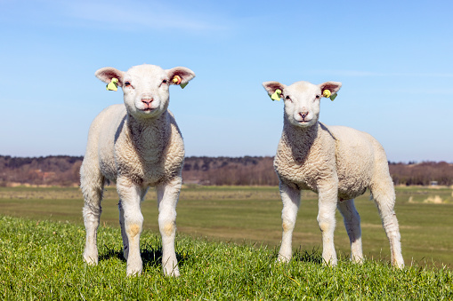 Two lambs standing looking next to each other on an green grass embankment dike on the island Terschelling