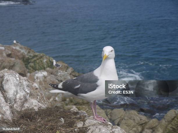 Portrait Of Wild Seagull Sitting In Full Face On The Rock Stock Photo - Download Image Now