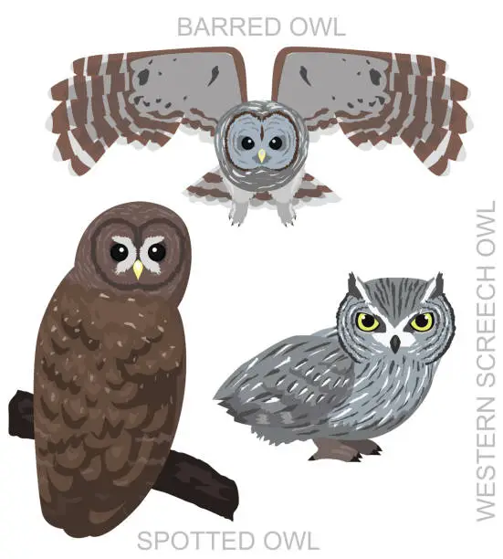 Vector illustration of Cute Bird Spotted Owl Barred Screech Set Cartoon Vector