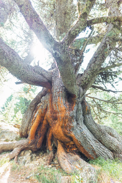 istock Giant ancient hundred-year-old stone pine 1426463065