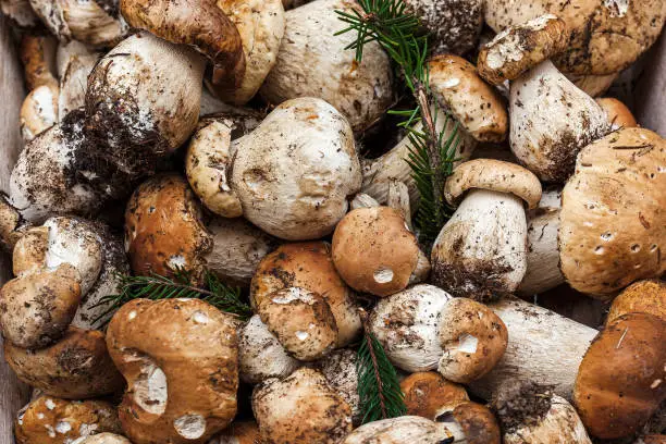 Photo of Fresh porcini mushrooms.