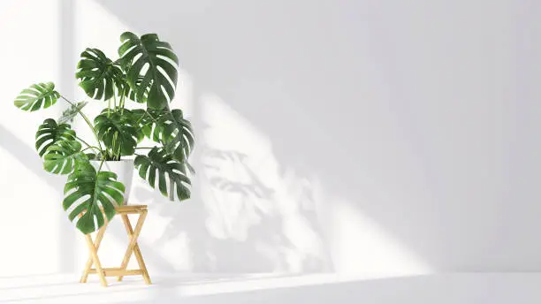 Beautiful and elegant green tropical giant monstera plants in minimal white pot on wooden chair for decoration by white wall room on white floor with sunlight from window