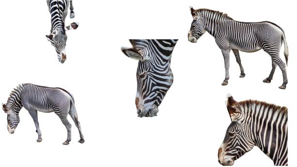 istock collage with zebras isolated on white background 1426469108
