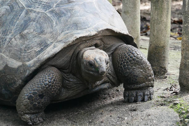 istock Foreign astove giant turtle resting 1426469540