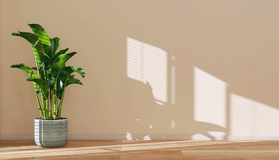 Fresh and beautiful green tropical bird of paradise banana tree in blue ceramic pot on wooden floor in beige wall room with sunlight from window blind