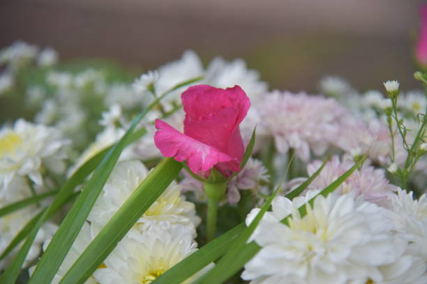 istock Rose flowers on blur background. 1426471802