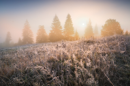 Early frozen morning with hoarfrost on a grass. Carpathian mountain valley.