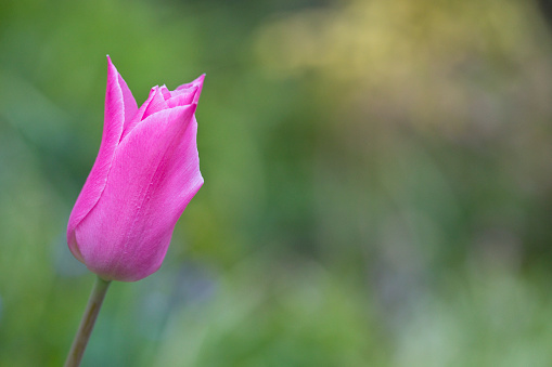 Pink tulip petals in a garden in springtime, England, United Kingdom