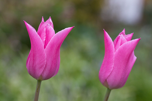 Close-up of a flower bud