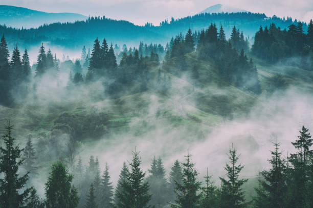 istock Carpathian mountain valley after the rain 1426475471