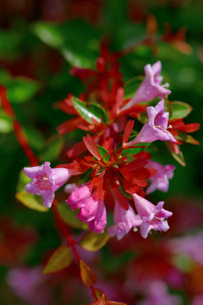 istock Abelia x grandiflora Flowers in Full Bloom 1426475618
