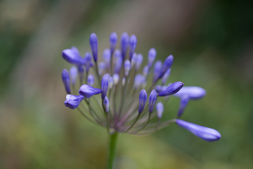 Blue flower buds of Agapanthus Melbourne in early July in a garden in England, United Kingdom