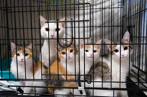 cat family in a cage. sad cats in a cage. kittens with mom