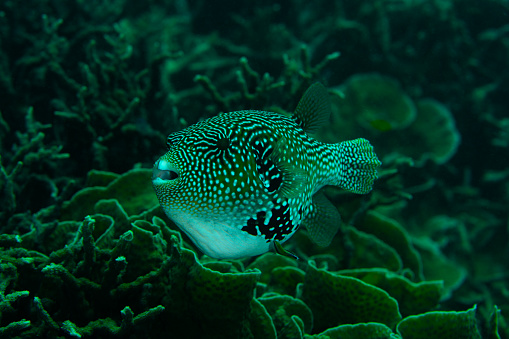 Green spotted Porcupine fish swimming pass corals