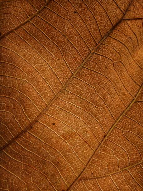 istock Dry leaf texture and nature background. Surface of brown leaves material. 1426476247