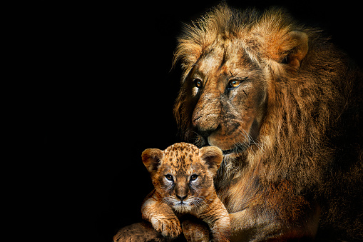 Lion adult and cub , african animals mammal wildlife , isolated