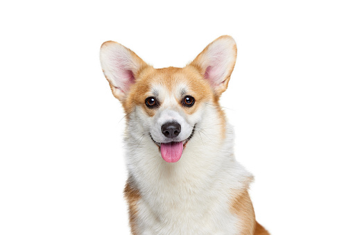 Closeup of beautiful white brown Welsh corgi dog isolated on white studio background. Healthy joyful puppy. Concept of motion, pets love, animal life. Looks happy, funny. Copy space for ad.