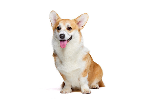 Adorable white brown Welsh corgi dog isolated on dark vintage background. Healthy joyful puppy. Concept of motion, pets love, animal life. Looks happy, funny. Copy space for ad.