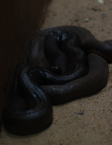 Indian sand boa, a non-venomous snake also known as Eryx johnii.