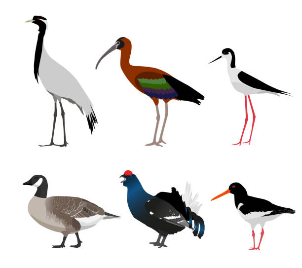 множество птиц, изолированных на белом фоне. векторная иллюстрация - glossy ibis stock illustrations