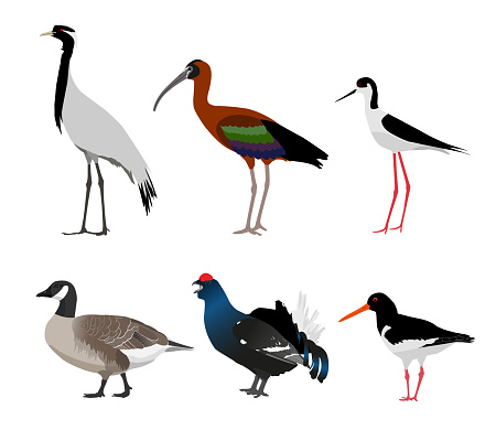 Set of birds isolated on white background. Vector illustration