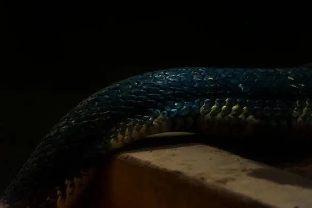 Macro shot of King cobra textured skin, scaly skin of snake.