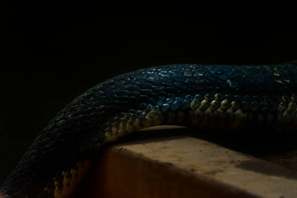 macro shot of king cobra textured skin, scaly skin of snake. - snake cobra egyptian cobra poisonous organism imagens e fotografias de stock