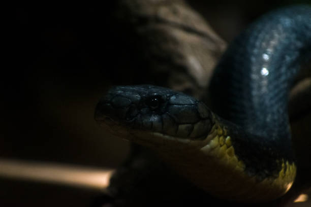 cobra reale nel buio, primo piano. - snake cobra egyptian cobra poisonous organism foto e immagini stock