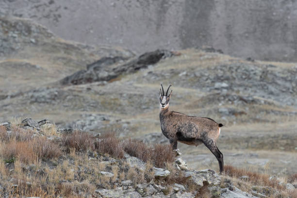 istock Chamois at twilight, fine art portrait (Rupicapra rupicapra) 1426478913
