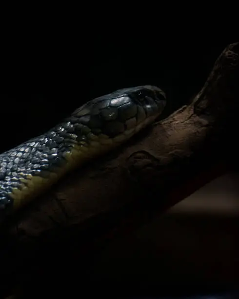 King cobra in the dark, Closeup shot.