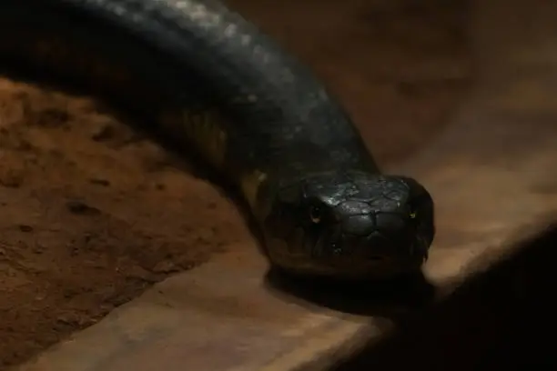 King cobra in the dark, Closeup shot.