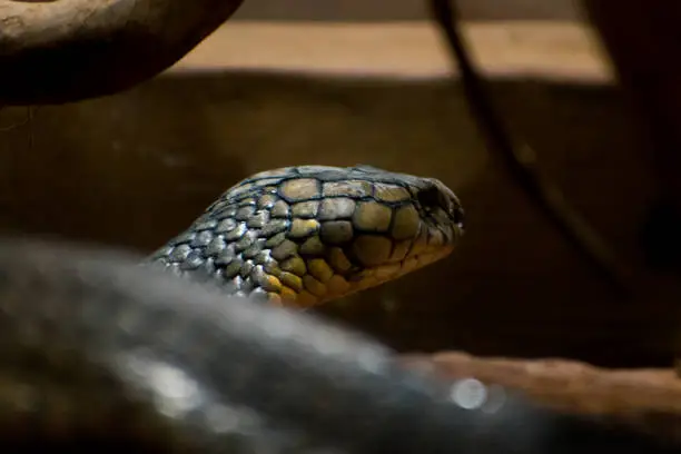 King cobra in the dark, Closeup shot with selective focus.