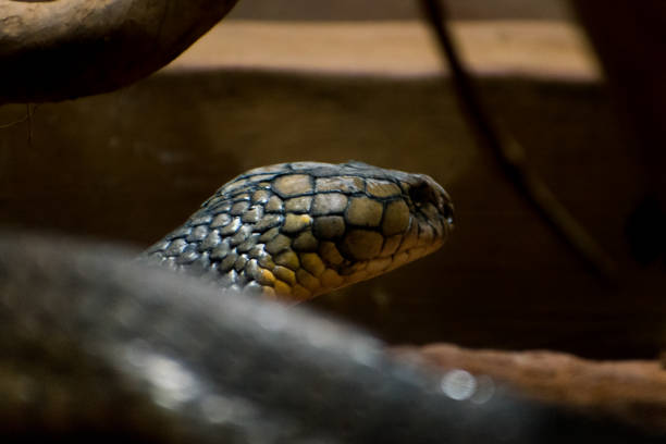 king cobra in the dark, closeup shot with selective focus. - snake cobra egyptian cobra poisonous organism imagens e fotografias de stock