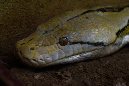 Reticulated python closeup shot, non venomous snake.