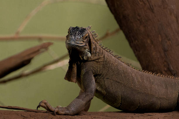 istock Green Iguana closeup shot. Also known as American Iguana. 1426479410